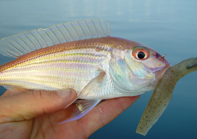 齐氏金线鱼(Nemipterus theodorei)