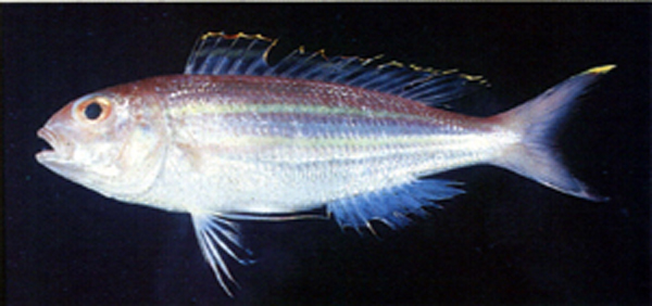 黄缘金线鱼(Nemipterus thosaporni)