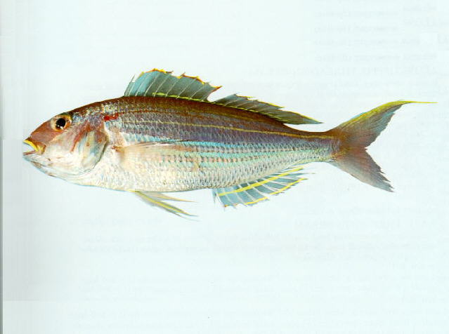金线鱼(Nemipterus virgatus)