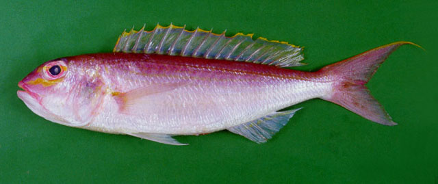长体金线鱼(Nemipterus zysron)