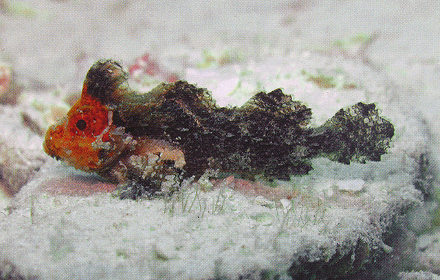 三鳍新疣鲉(Neoaploactis tridorsalis)