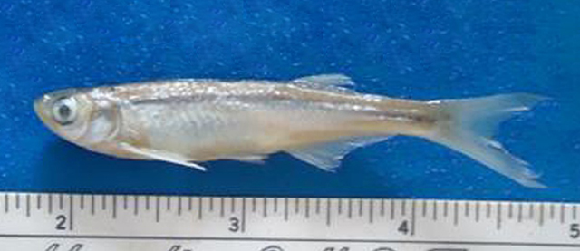 河溪新波鱼(Neobola fluviatilis)