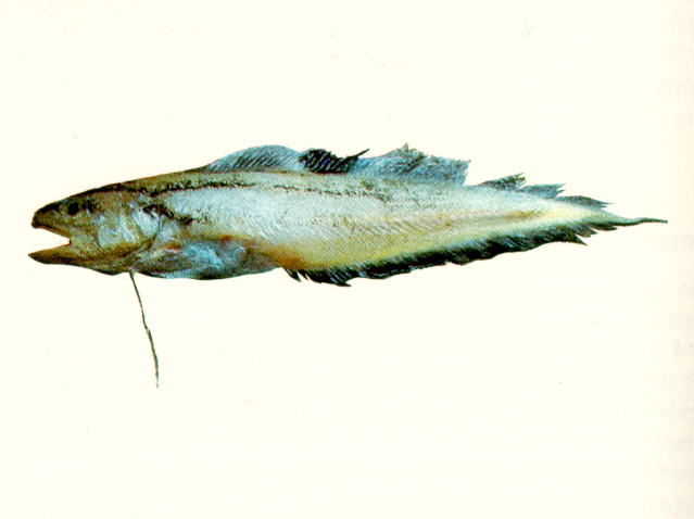 长新鼬鳚(Neobythites longipes)