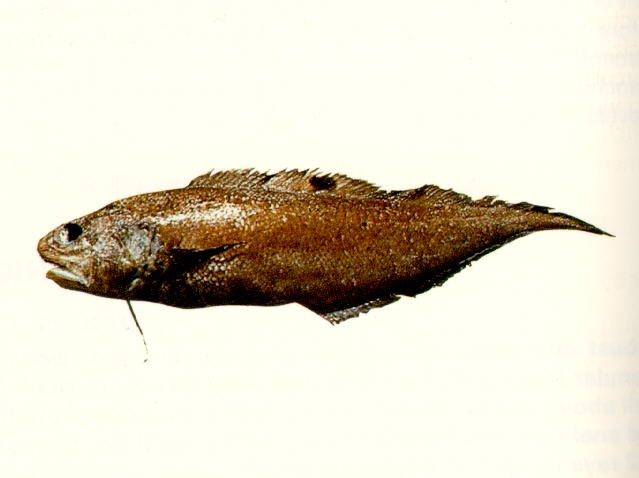 马来亚新鼬鳚(Neobythites malayanus)