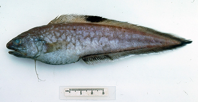 黑腹新鼬鳚(Neobythites nigriventris)