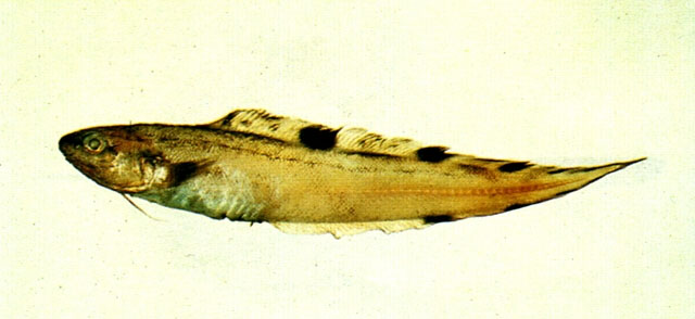 多斑新鼬鳚(Neobythites stigmosus)