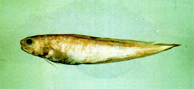 单斑新鼬鳚(Neobythites unimaculatus)