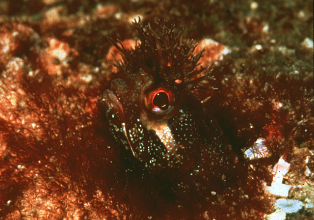 黄鳍新热鳚(Neoclinus stephensae)