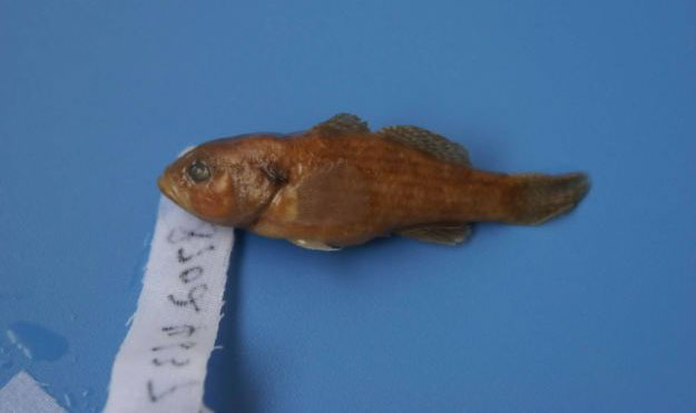 海南新沙塘鳢(Neodontobutis hainanensis)