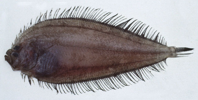 小眼新左鲆(Neolaeops microphthalmus)