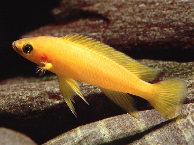 勒氏新亮丽鲷(Neolamprologus leleupi)