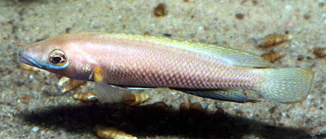 黑腹新亮丽鲷(Neolamprologus nigriventris)