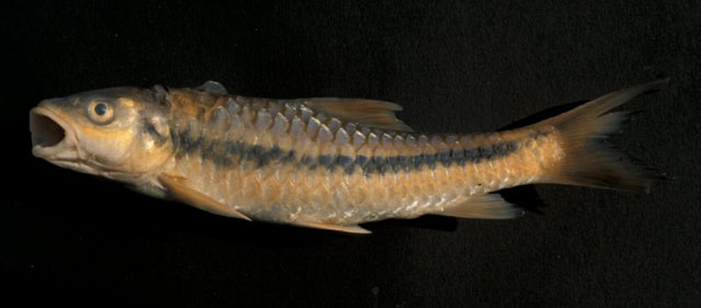 黑纹新光唇鱼(Neolissochilus nigrovittatus)