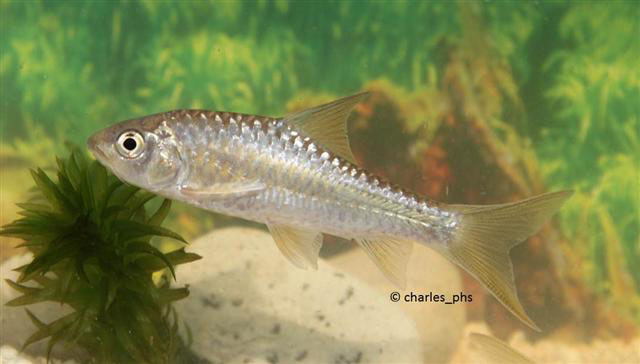 苏门答腊新光唇鱼(Neolissochilus sumatranus)