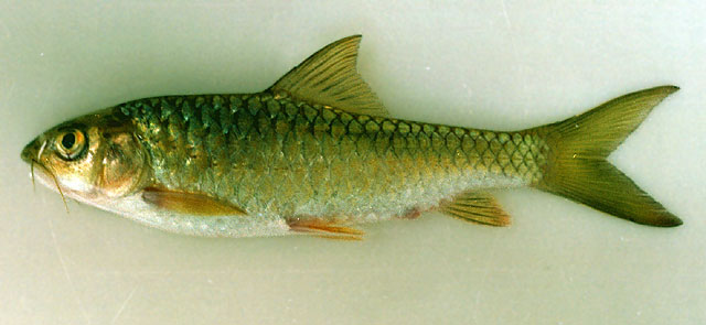 蒂氏新光唇鱼(Neolissochilus thienemanni)