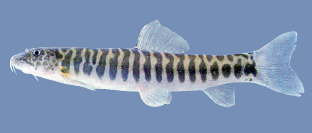 厚唇新条鳅(Neonoemacheilus labeosus)