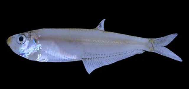 热带新后鳍鱼(Neoopisthopterus tropicus)