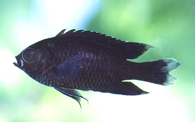 紫黑新雀鲷(Neopomacentrus aquadulcis)