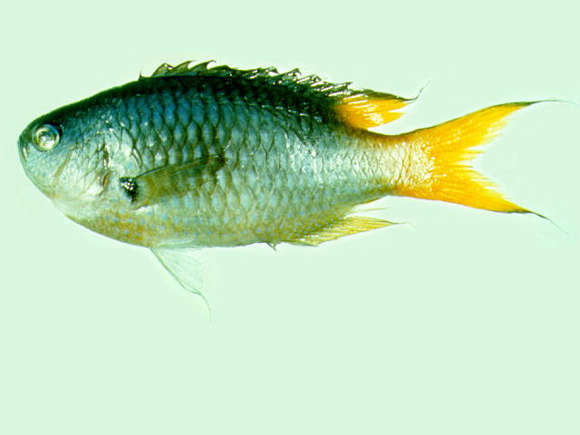 黄尾新雀鲷(Neopomacentrus azysron)
