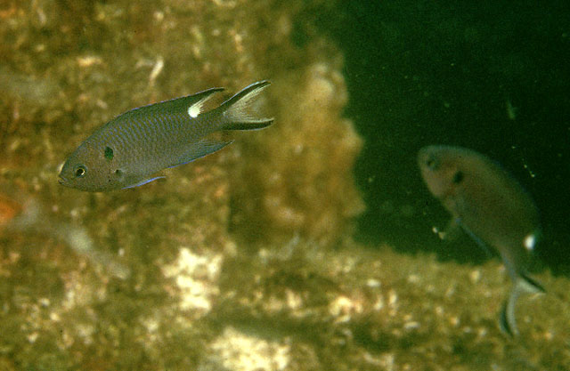 蓝黑新雀鲷(Neopomacentrus cyanomos)