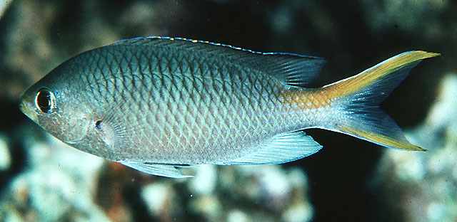 米拉氏新雀鲷(Neopomacentrus miryae)