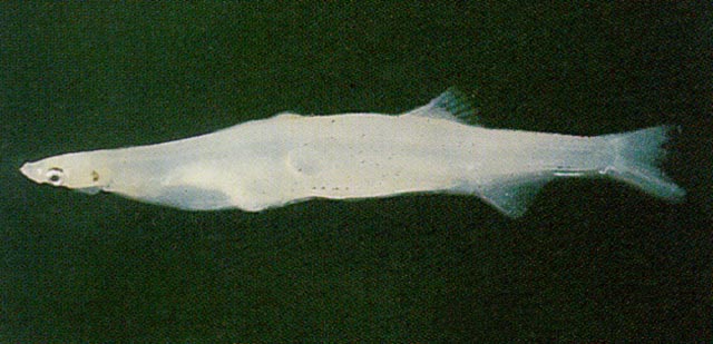 乔氏新银鱼(Neosalanx jordani)