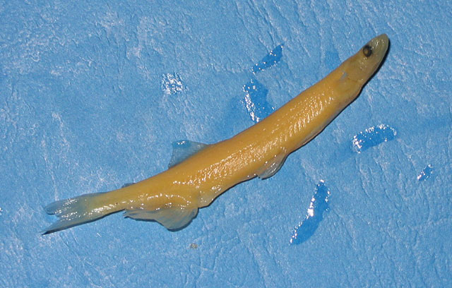 有明海新银鱼(Neosalanx reganius)