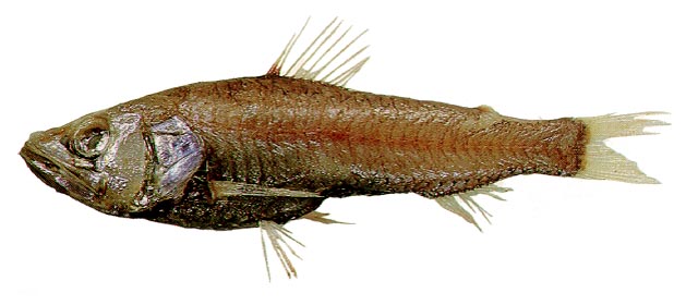 大鳞新灯鱼(Neoscopelus macrolepidotus)