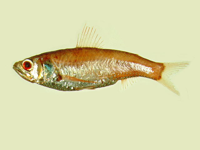 小鳍新灯鱼(Neoscopelus microchir)
