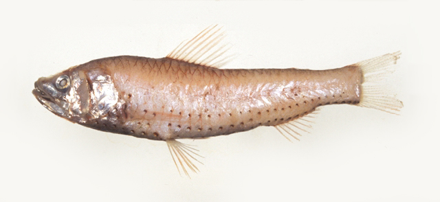 多孔新灯鱼(Neoscopelus porosus)