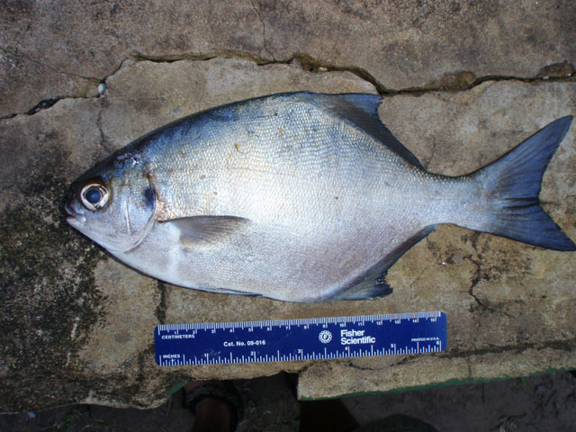 岩新蝎鱼(Neoscorpis lithophilus)