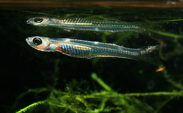 双角栉精器鱼(Neostethus bicornis)