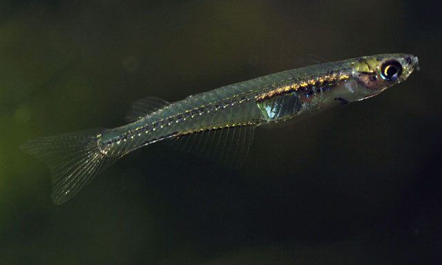 栉精器鱼(Neostethus lankesteri)