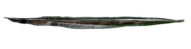 鸭项鳗(Nessorhamphus ingolfianus)