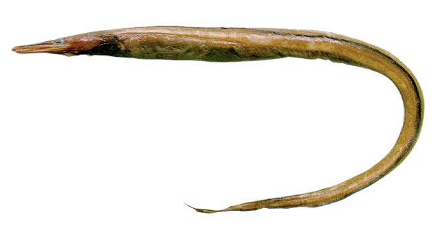 黑尾丝鳗(黑尾鸭嘴鳗)(Nettastoma melanura)