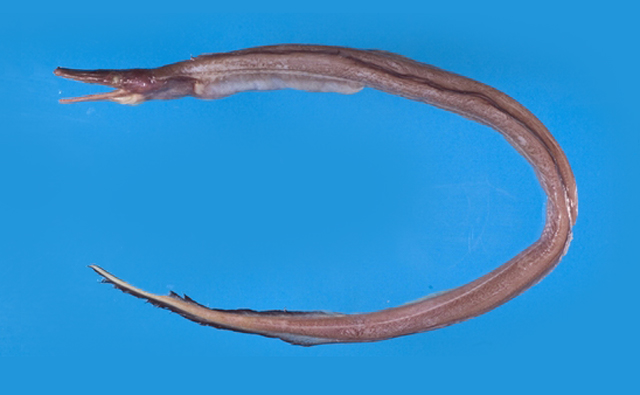 前鼻丝鳗(前鼻鸭嘴鳗)(Nettastoma solitarium)