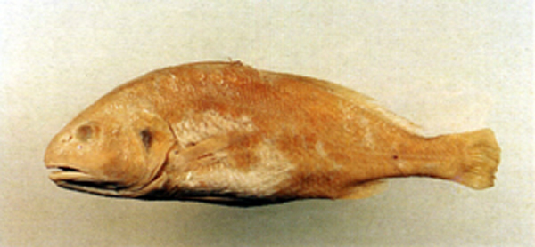 半斑黄姑鱼(Nibea semifasciata)