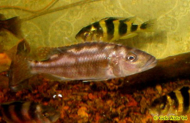 棕条雨丽鱼(Nimbochromis fuscotaeniatus)