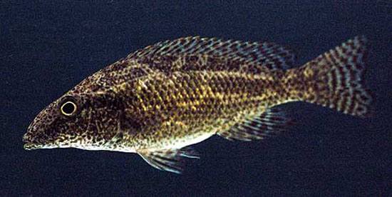 林氏雨丽鱼(Nimbochromis linni)