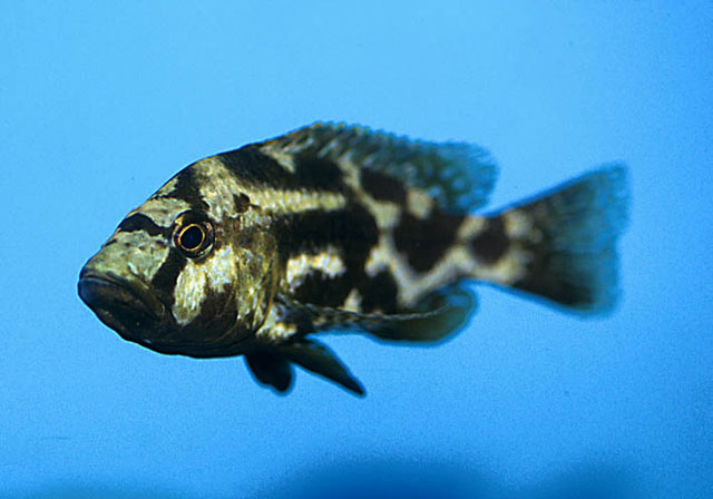 利氏雨丽鱼(Nimbochromis livingstonii)