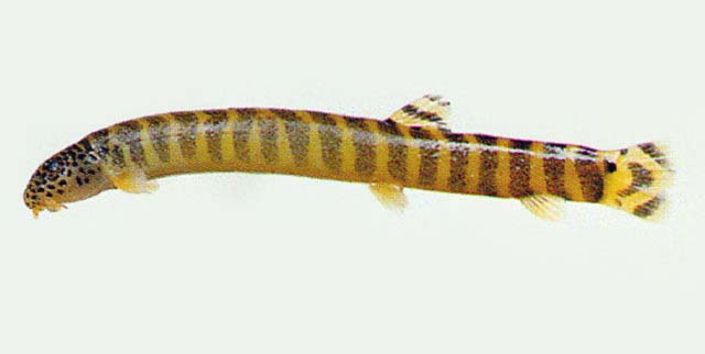 多带后鳍花鳅(Niwaella multifasciata)