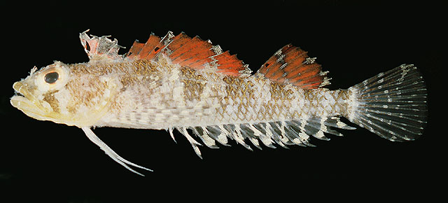 短鳞诺福克鳚(Norfolkia brachylepis)