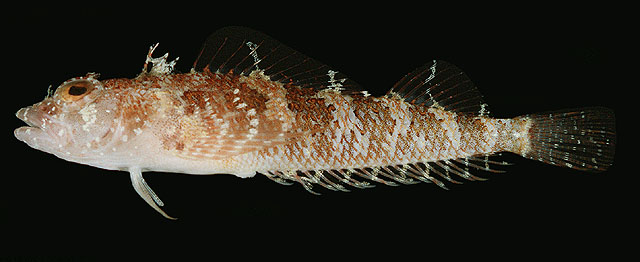 托氏诺福克鳚(Norfolkia thomasi)
