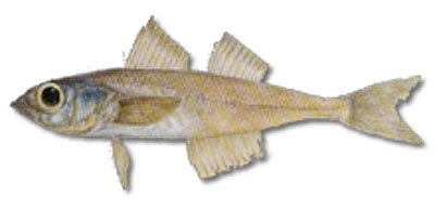 智利诺曼氏鱼(Normanichthys crockeri)