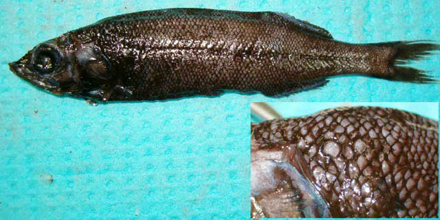 大鳞真管肩鱼(Normichthys operosus)