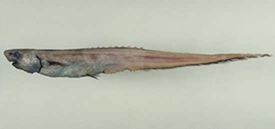 长吻背棘鱼(Notacanthus abbotti)