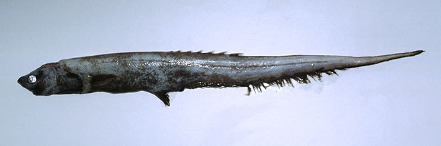 短鳍背棘鱼(Notacanthus bonaparte)