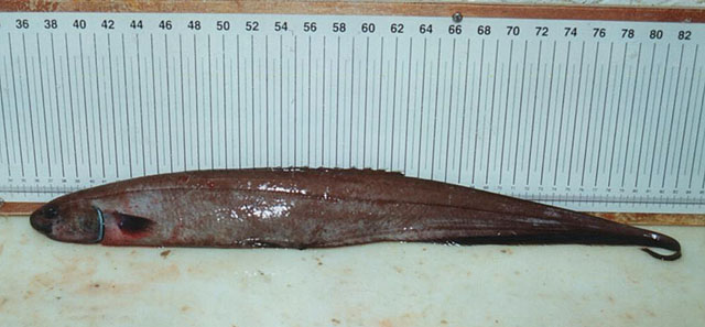 灰背棘鱼(Notacanthus chemnitzii)