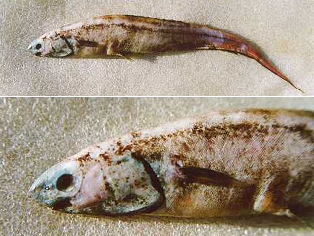 六刺背棘鱼(Notacanthus sexspinis)