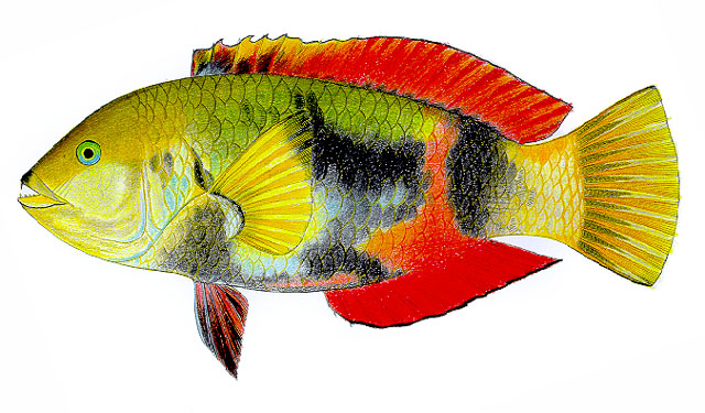 红鳍背唇隆头鱼(Notolabrus gymnogenis)